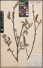 Foto von Salix cinerea L.